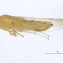 Image of Typhlocyba rosae