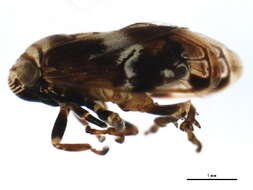 صورة Clastoptera obtusa (Say 1825)