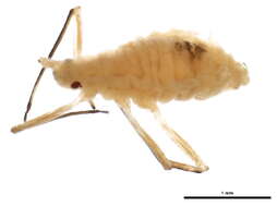 Image of Calaphis betulaecolens (Fitch 1851)