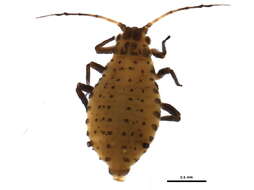 صورة Callipterinella calliptera (Hartig 1841)