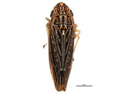 Image of Graphocephala hieroglyphica (Say 1830)