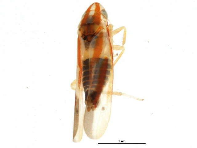 Image of Erythridula