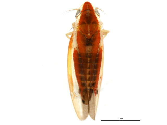 Image of Erythridula wysongi (Ross & De Long 1953)