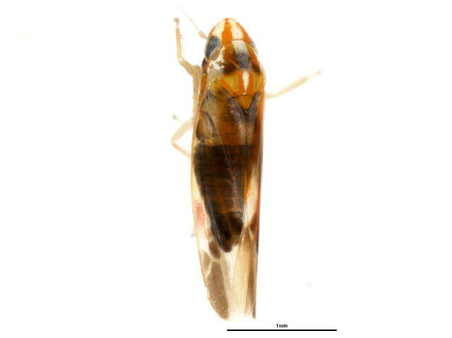 Image of Erythridula bitincta (McAtee 1926)