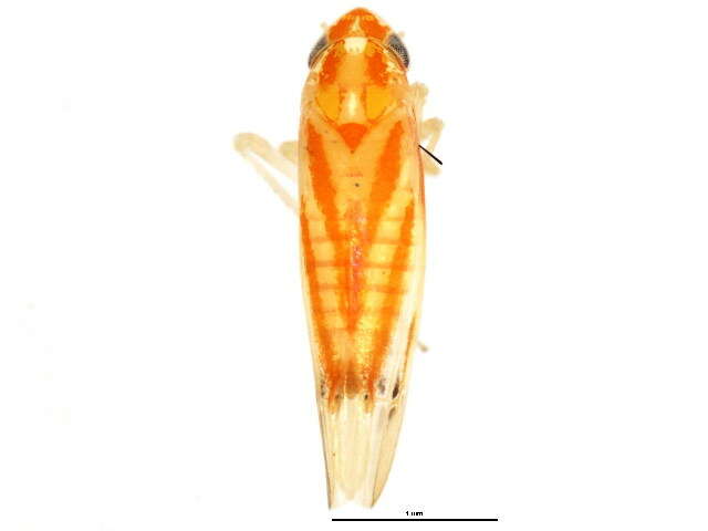 Image of Erythridula tenuispica (Beamer 1930)