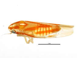 Image of Erythridula dunni (Hepner 1976)