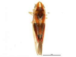 Image of Erythridula