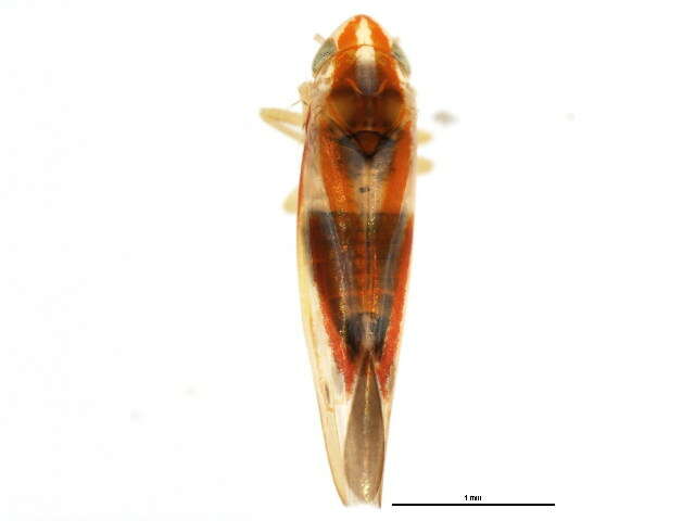 Image of Erythridula