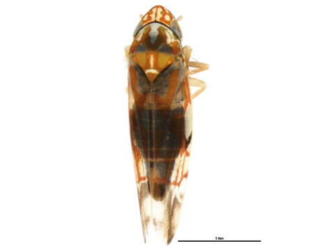 Image of Erythroneura ontari Robinson 1924