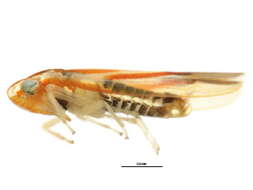 Image of Erythridula wysongi (Ross & De Long 1953)