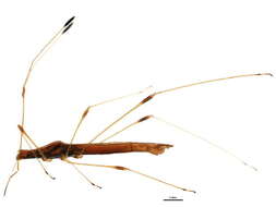 Image of Neoneides muticus (Say 1832)