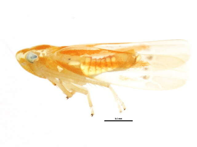 Image of Erythridula dunni (Hepner 1976)