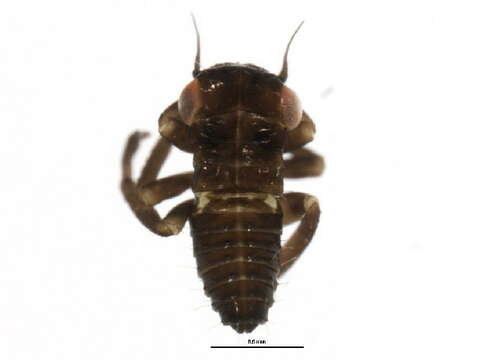 Image of Idiocerus venosus Hamilton 1980