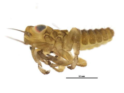 Image of Idiocerus suturalis Fitch 1851