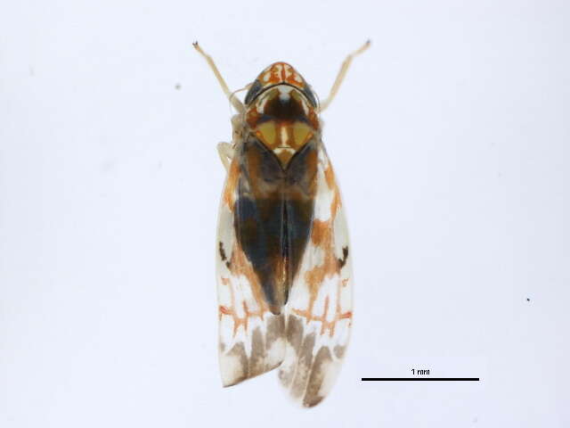 Image of Erythroneura ontari Robinson 1924