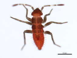 Image of Deraeocoris aphidiphagus Knight 1921