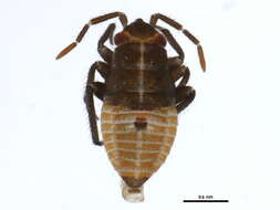 Image of Psallus montanus Josifov 1973