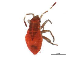 Image of Deraeocoris aphidiphagus Knight 1921