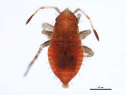 Image of Deraeocoris aphidiphagus Knight 1921