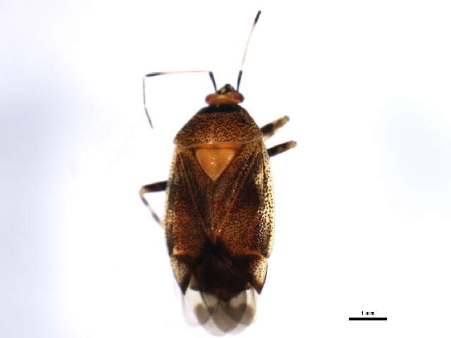 Image of Deraeocoris aphidiphagus Knight 1921