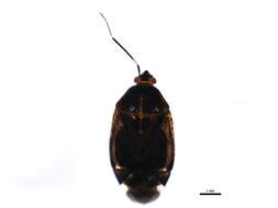 Image of Deraeocoris aphidiphagus Knight 1921