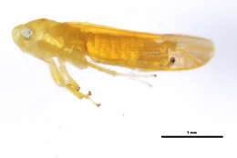 Image of Typhlocyba niobe McAtee 1926