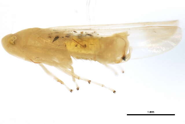 Image of Typhlocyba crassa De Long & Johnson 1936