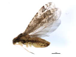 Image of Phytocoris