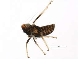 Image of Jikradia olitoria