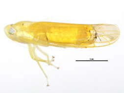 Image of Typhlocyba niobe McAtee 1926