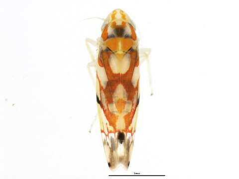 Image of Erythroneura vitifex Fitch 1856