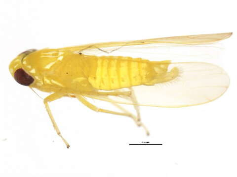 Image of Potato Leafhopper