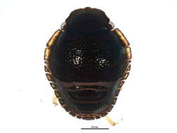 Image of <i>Banasa dimidiata</i>