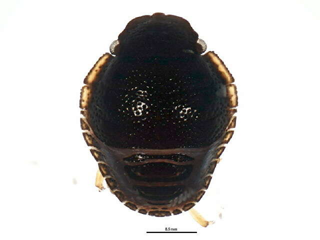 Image of <i>Banasa dimidiata</i>