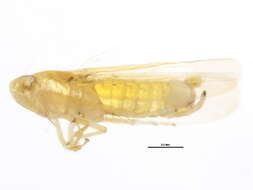 Image of Typhlocyba niobe McAtee 1926