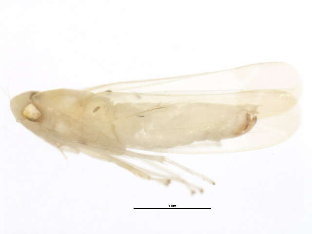 Image of Typhlocyba melite McAtee 1926