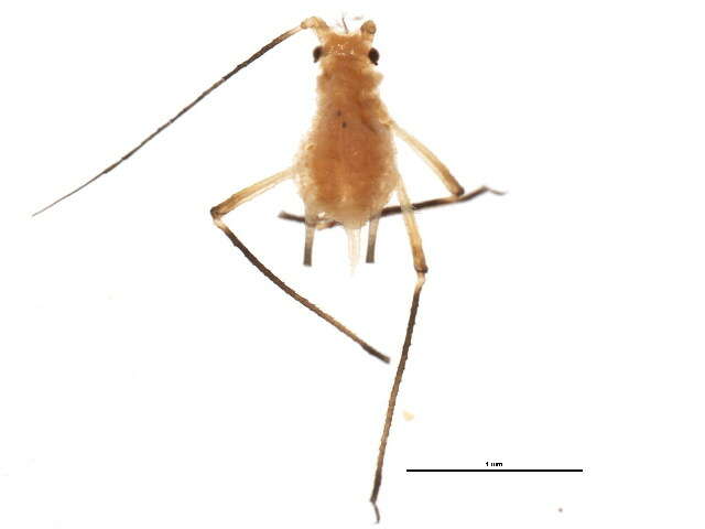 Image of Uroleucon (Lambersius) anomalae (Hottes & Frison 1931)