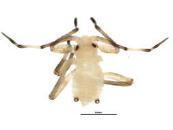 Image of Euceraphis papyrifericola Blackman 2002