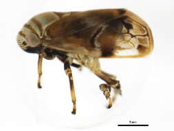 صورة Clastoptera obtusa (Say 1825)