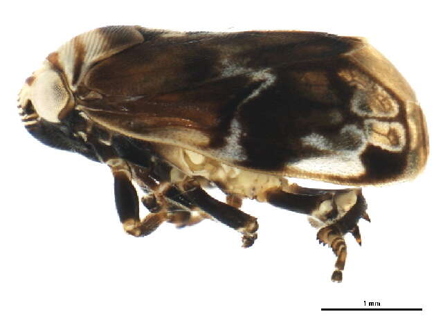 صورة Clastoptera obtusa (Say 1825)