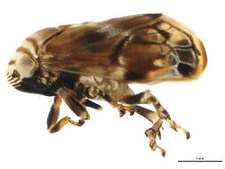 صورة Clastoptera obtusa (Say 1825)