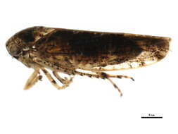 Image of Eutettix variabilis Hepner 1942