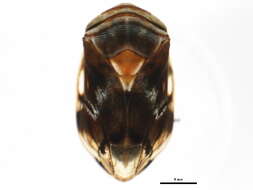 صورة Clastoptera obtusa (Say 1825)