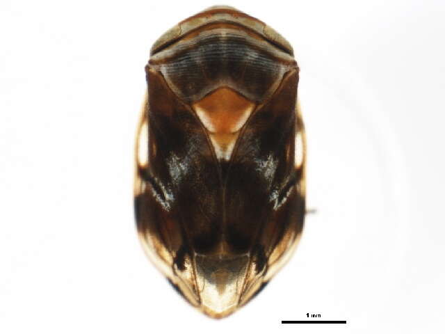 صورة Clastoptera obtusa (Say 1825)