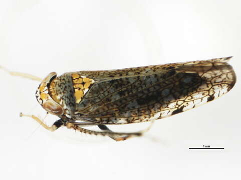 Image of Japanese Leafhopper