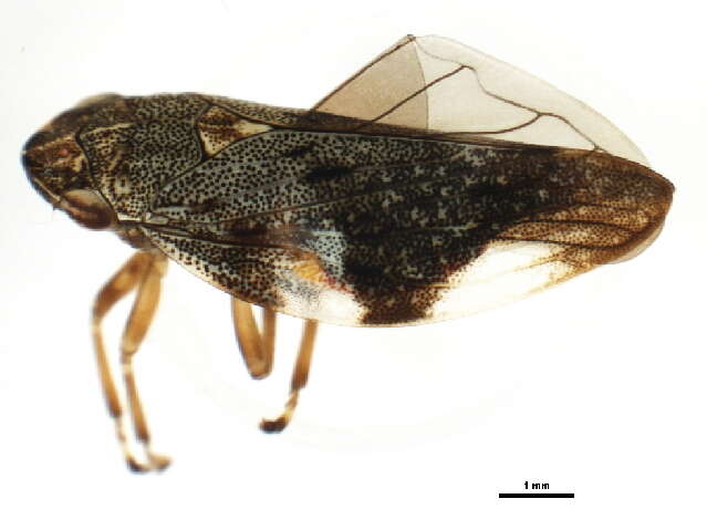 Image of European Alder Spittlebug