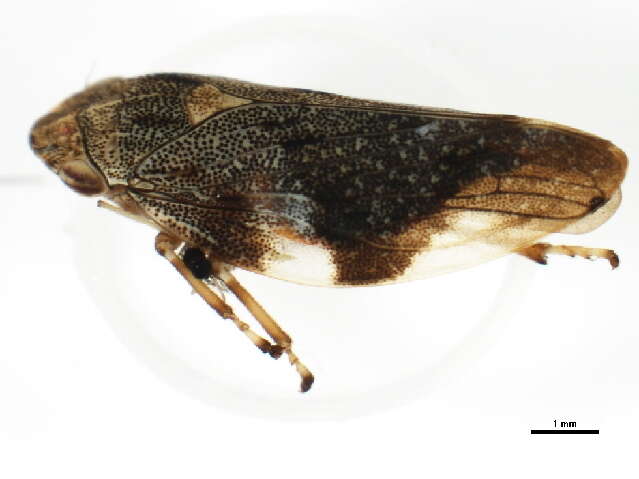 Imagem de Aphrophora quadrinotata Say 1830