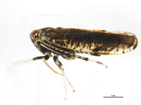 Image of Japanese Leafhopper