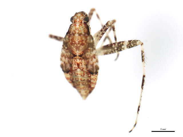 Image of Phytocoris