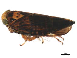 Image of Jikradia olitoria